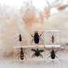 Brilliant Bug Specimen Set // Set of 6