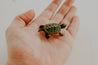 Bag of Mini Turtles