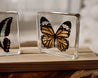 Butterfly Specimen Set