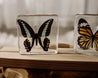 Butterfly Specimen Set